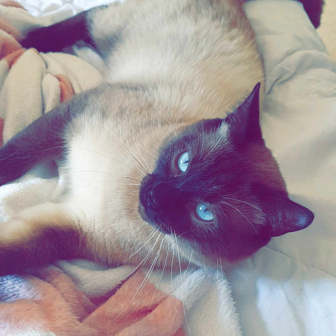 Olaf
