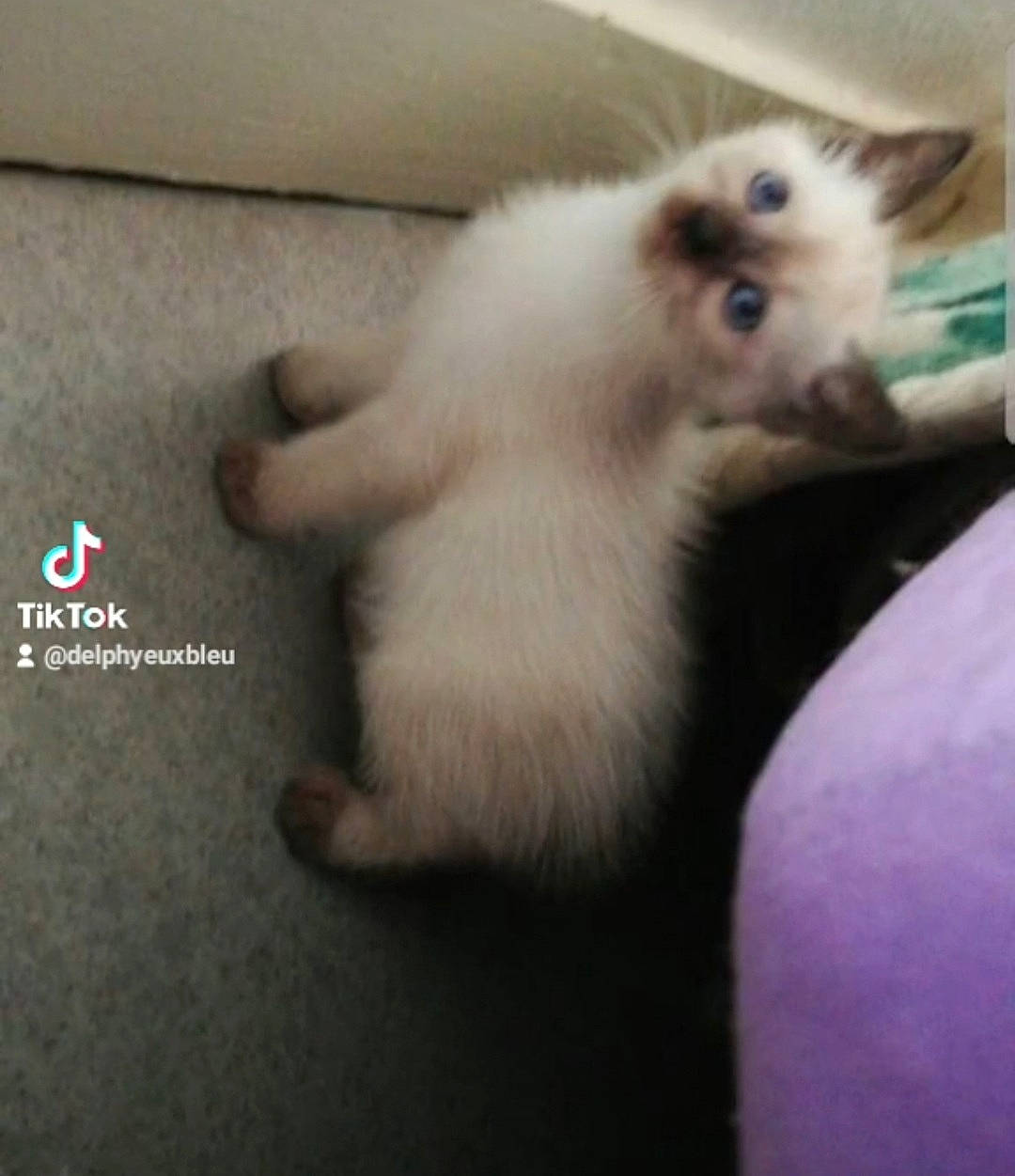 Olaf a rejoint le concours — aidez-le/la à gagner de superbes lots ! canidae, carnivore, cat, claw, companion_dog, dog_breed, domestic_short_haired_cat, fawn, felidae, foot, fur, marsupial, paw, photo_caption, ragdoll, small_to_medium_sized_cats, snout, tail, terrestrial_animal, whiskers