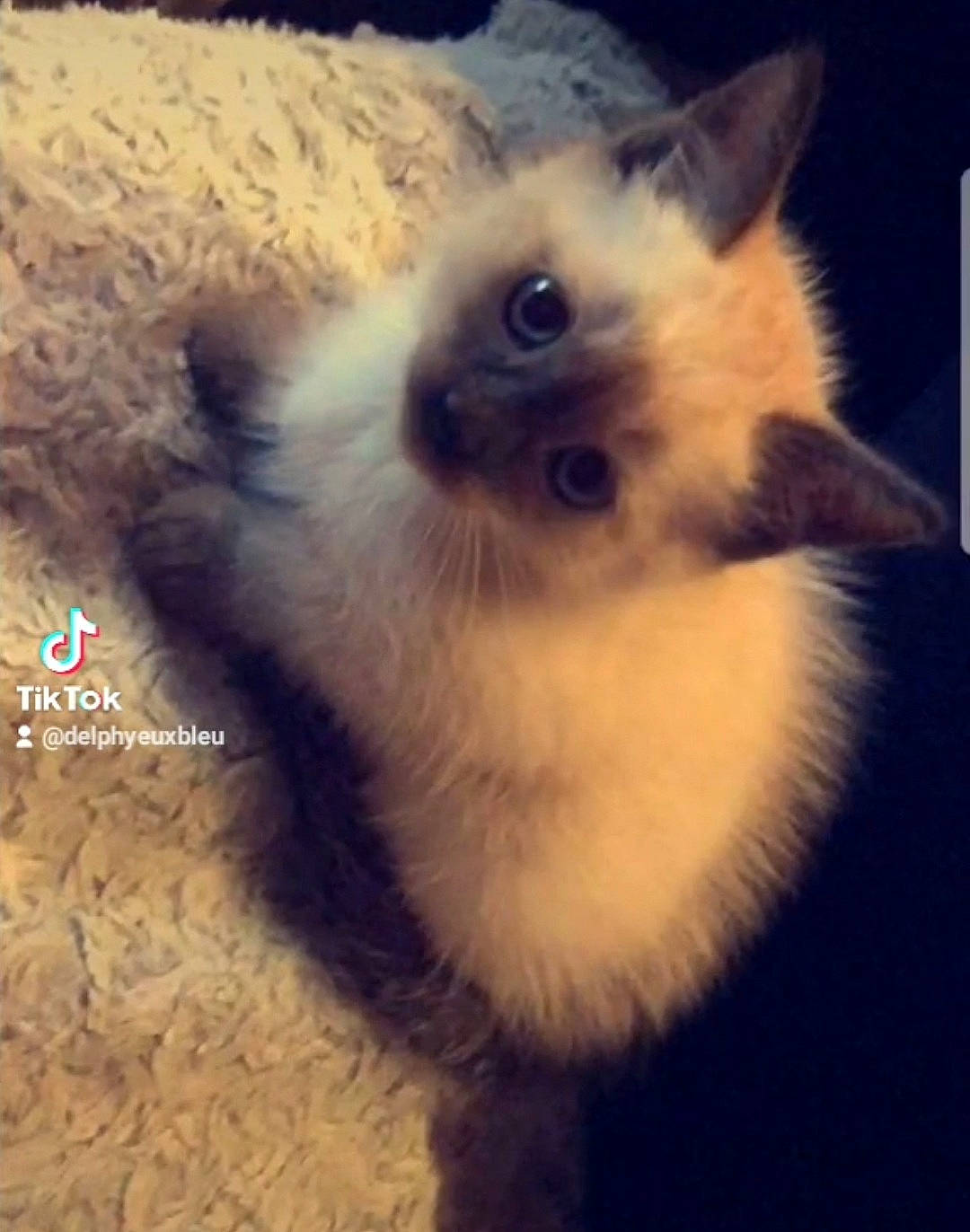 Olaf participe au concours pour gagner de l'argent avec cette photo : balinese, birman, canidae, carnivore, cat, cloud, companion_dog, fawn, felidae, fur, happy, meteorological_phenomenon, plant, ragdoll, sky, small_to_medium_sized_cats, square, tail, terrestrial_animal, whiskers