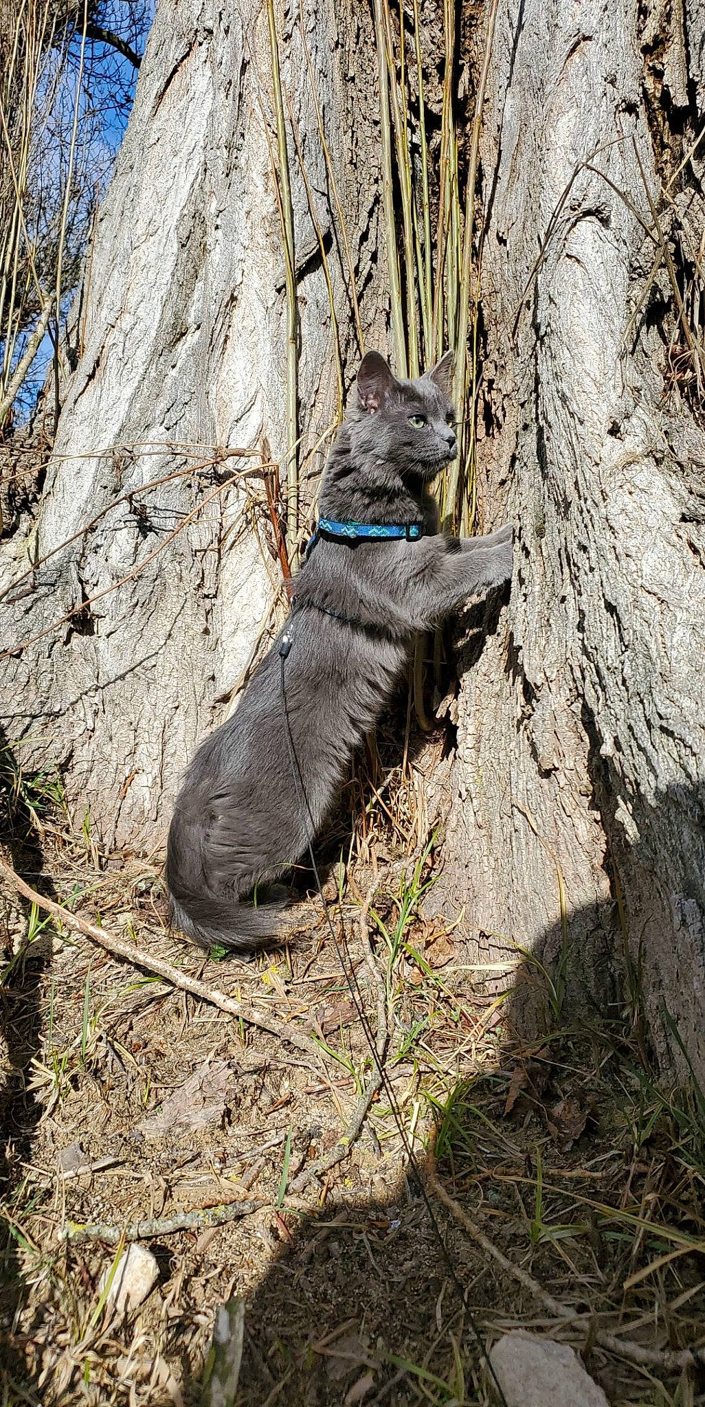 Ptite Crotte a rejoint le concours — aidez-le/la à gagner de superbes lots ! bedrock, branch, carnivore, electric_blue, felidae, fur, grass, human_body, human_leg, leg, plant, recreation, rock_climbing_equipment, snout, soil, terrestrial_animal, tree, trunk, twig, wood