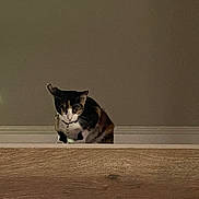 Deja is registered to the contest to win money with this photo: cat, calico_cat, wooden_surface, indoor, pet, animal, feline, curious, collar, wall, window, dim_light, looking_down, domestic_cat, quiet, resting, house, home, mammal, small_animal