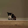 cat, calico_cat, wooden_surface, indoor, pet, animal, feline, curious, collar, wall, window, dim_light, looking_down, domestic_cat, quiet, resting, house, home, mammal, small_animal