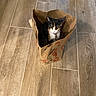 Deja joined the competition — help win amazing prizes! cat, calico_cat, paper_bag, wooden_floor, indoor, pet, animal, curious, sitting, looking_up, floor_tiles, brown_bag, playful, domestic_cat, feline, collar, cute, fur, whiskers, ears