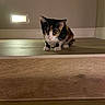 Deja joined the competition — help win amazing prizes! cat, kitten, calico, indoor, wooden_floor, step, pet, animal, curious, feline, young, small, alert, fur, whiskers, ears, eyes, collar, home, night_light