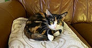Deja is registered to the contest to win money with this photo: cat, calico_cat, green_eyes, pet, animal, feline, curling, blanket, white_blanket, leather_couch, brown_couch, indoor, cozy, resting, looking, fur, whiskers, ears, paw, cute