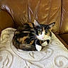 cat, calico_cat, green_eyes, pet, animal, feline, curling, blanket, white_blanket, leather_couch, brown_couch, indoor, cozy, resting, looking, fur, whiskers, ears, paw, cute
