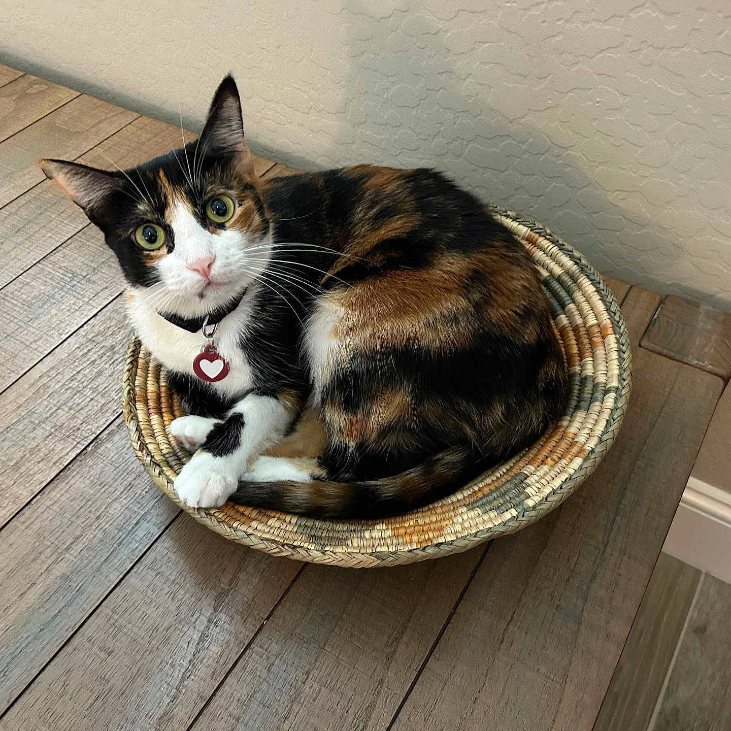 Deja is registered to the contest to win money with this photo: cat, calico, basket, wooden_table, indoor, pet, animal, curious, wide_eyes, collar, heart_tag, feline, fur, whiskers, paws, domestic, cozy, resting, looking, cute