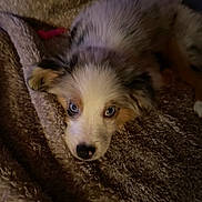 Khaleesi joined the competition — help win amazing prizes! animal, black, blanket, brown, cozy, cute, dog, ears, eyes, fur, indoor, lying_down, nose, pet, puppy, resting, sleepy, snuggling, soft, white