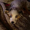 puppy, dog, blanket, snuggling, fur, cute, pet, lying_down, cozy, brown, white, black, ears, nose, eyes, indoor, soft, resting, sleepy, animal