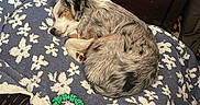 Khaleesi joined the competition — help win amazing prizes! dog, sleeping, blanket, floral_pattern, blue_blanket, indoor, carpet, toy, green_toy, furniture, dresser, pet_bed, cozy, resting, fur, curled_up, relaxed, home, animal, quiet