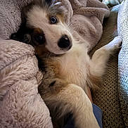 Khaleesi joined the competition — help win amazing prizes! puppy, dog, blue_eyes, fluffy, blanket, couch, cozy, indoor, cute, pet, fur, resting, comfort, relaxed, closeup, young_dog, snuggle, soft_texture, looking_up, home