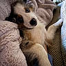 puppy, dog, blue_eyes, fluffy, blanket, couch, cozy, indoor, cute, pet, fur, resting, comfort, relaxed, closeup, young_dog, snuggle, soft_texture, looking_up, home