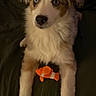 Khaleesi is registered to the contest to win money with this photo: dog, puppy, toy, clownfish, orange, white, blue_eyes, fur, pet, animal, lying_down, front_legs, cute, indoor, bed, blanket, looking_up, curious, small_toy, domestic_animal