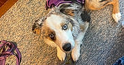 Khaleesi joined the competition — help win amazing prizes! animal, black_nose, blue_eyes, brown_paws, canine, carpet, companion, curious, cute, dog, domestic, ears, fur, indoor, laying_down, leash, looking_up, pet, purple_harness, white_paws
