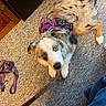 Khaleesi joined the competition — help win amazing prizes! dog, blue_eyes, purple_harness, carpet, leash, indoor, pet, fur, curious, canine, animal, domestic, laying_down, white_paws, brown_paws, black_nose, ears, looking_up, cute, companion