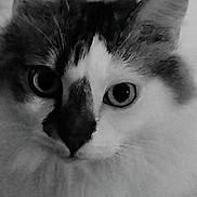 Nino participe au concours pour gagner de l'argent avec cette photo : cat, close_up, black_and_white, portrait, feline, whiskers, ears, big_eyes, stare, fluffy, pet, domestic_cat, face, nose, soft_fur, macro, indoor, fur_pattern, curious, adorable
