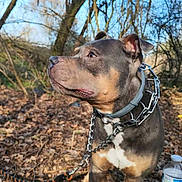 Lasko a rejoint le concours — aidez-le/la à gagner de superbes lots ! dog, pitbull, staffordshire_bull_terrier, pet, collar, chain_collar, leash, forest, leaves, outdoor, portrait, side_profile, brown_coat, white_chest, paws, standing, bottle, trees, sunlight, nature
