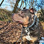 dog, pitbull, staffordshire_bull_terrier, pet, collar, chain_collar, leash, forest, leaves, outdoor, portrait, side_profile, brown_coat, white_chest, paws, standing, bottle, trees, sunlight, nature