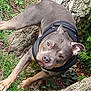 Lasko participe au concours pour gagner de l'argent avec cette photo : dog, pitbull, canine, pet, harness, grass, rock, outdoor, portrait, closeup, looking_up, brown_gray_fur, ears, paws, nose, eyes, moss, tree_bark, ground, playful