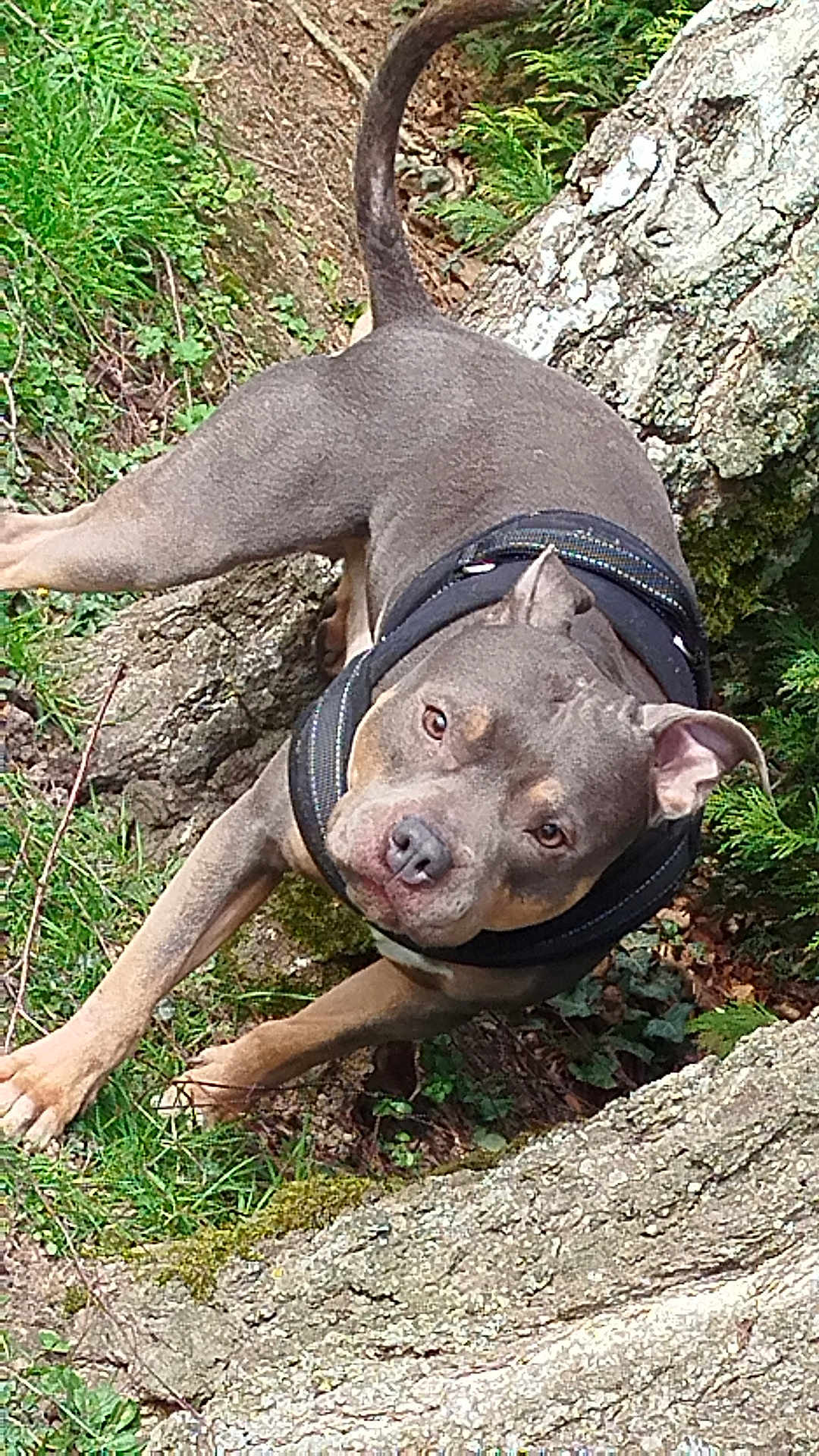 Lasko participe au concours pour gagner de l'argent avec cette photo : dog, pitbull, canine, pet, harness, grass, rock, outdoor, portrait, closeup, looking_up, brown_gray_fur, ears, paws, nose, eyes, moss, tree_bark, ground, playful