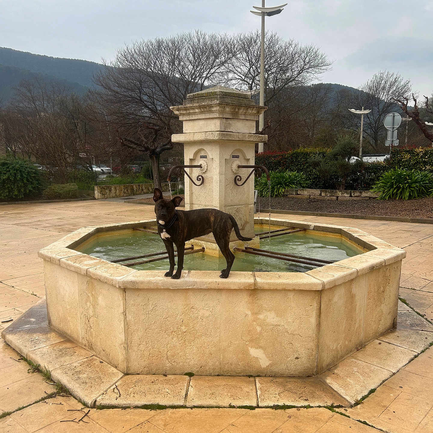 Vixie participe au concours pour gagner de l'argent avec cette photo : animal, architecture, canine, car, city, dog, flagstone, fountain, hottub, path, pet, plant, pottedplant, slate, transportation, tree, tub, vehicle, walkway, water
