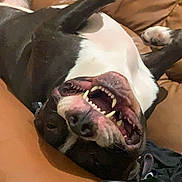 Kayzer participe au concours pour gagner de l'argent avec cette photo : dog, pet, upside_down, teeth, mouth_open, black_and_white, leather_couch, indoor, relaxed, playful, canine, fur, snout, paw, comfort, domestic_animal, animal, resting, happy, closeup