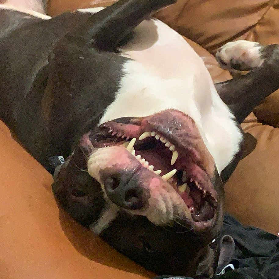 Kayzer participe au concours pour gagner de l'argent avec cette photo : animal, black_and_white, canine, closeup, comfort, dog, domestic_animal, fur, happy, indoor, leather_couch, mouth_open, paw, pet, playful, relaxed, resting, snout, teeth, upside_down