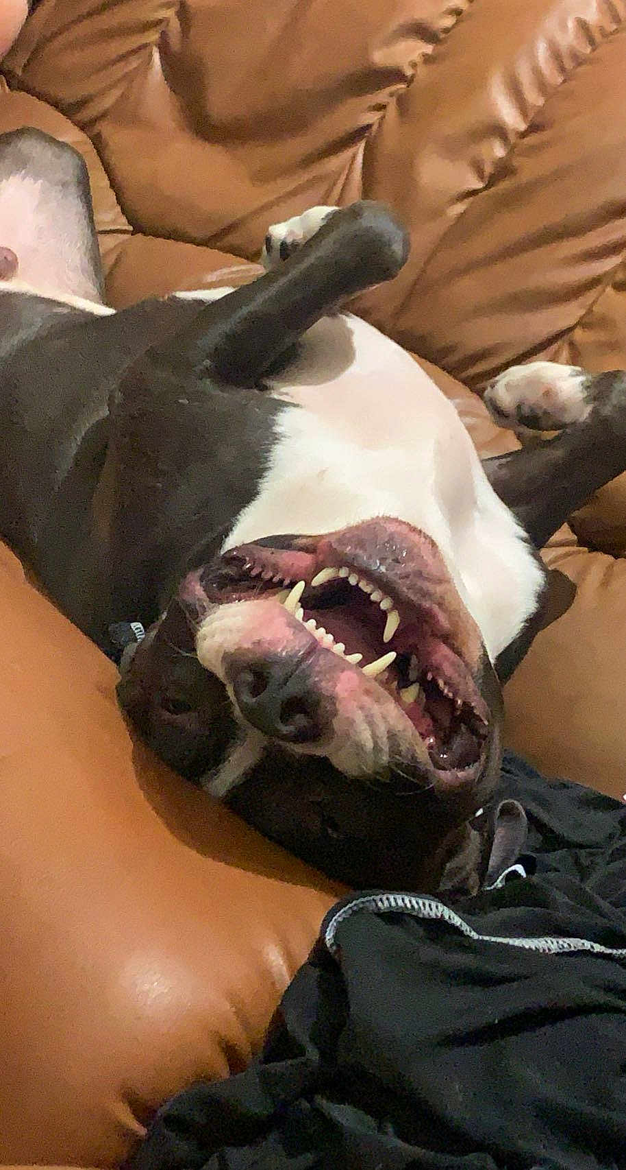 Kayzer participe au concours pour gagner de l'argent avec cette photo : dog, pet, upside_down, teeth, mouth_open, black_and_white, leather_couch, indoor, relaxed, playful, canine, fur, snout, paw, comfort, domestic_animal, animal, resting, happy, closeup