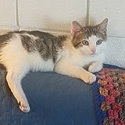 Mr. Freckle is registered to the contest to win money with this photo: cat, cinderblock_wall, crochet_blanket, feline, fur, green_eyes, home_decor, indoor, kitten, lamp_light, looking, painted_block, paw, pet, quilted_cover, relaxed, resting, sofa, tabby, white_fur