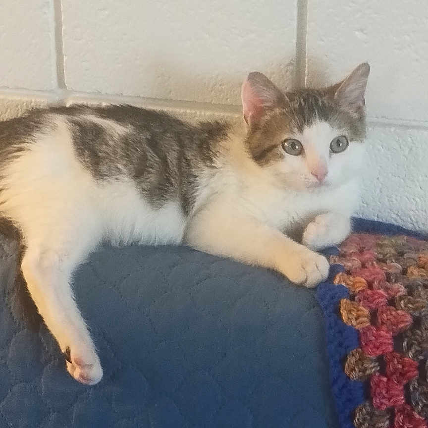 Mr. Freckle is registered to the contest to win money with this photo: cat, cinderblock_wall, crochet_blanket, feline, fur, green_eyes, home_decor, indoor, kitten, lamp_light, looking, painted_block, paw, pet, quilted_cover, relaxed, resting, sofa, tabby, white_fur
