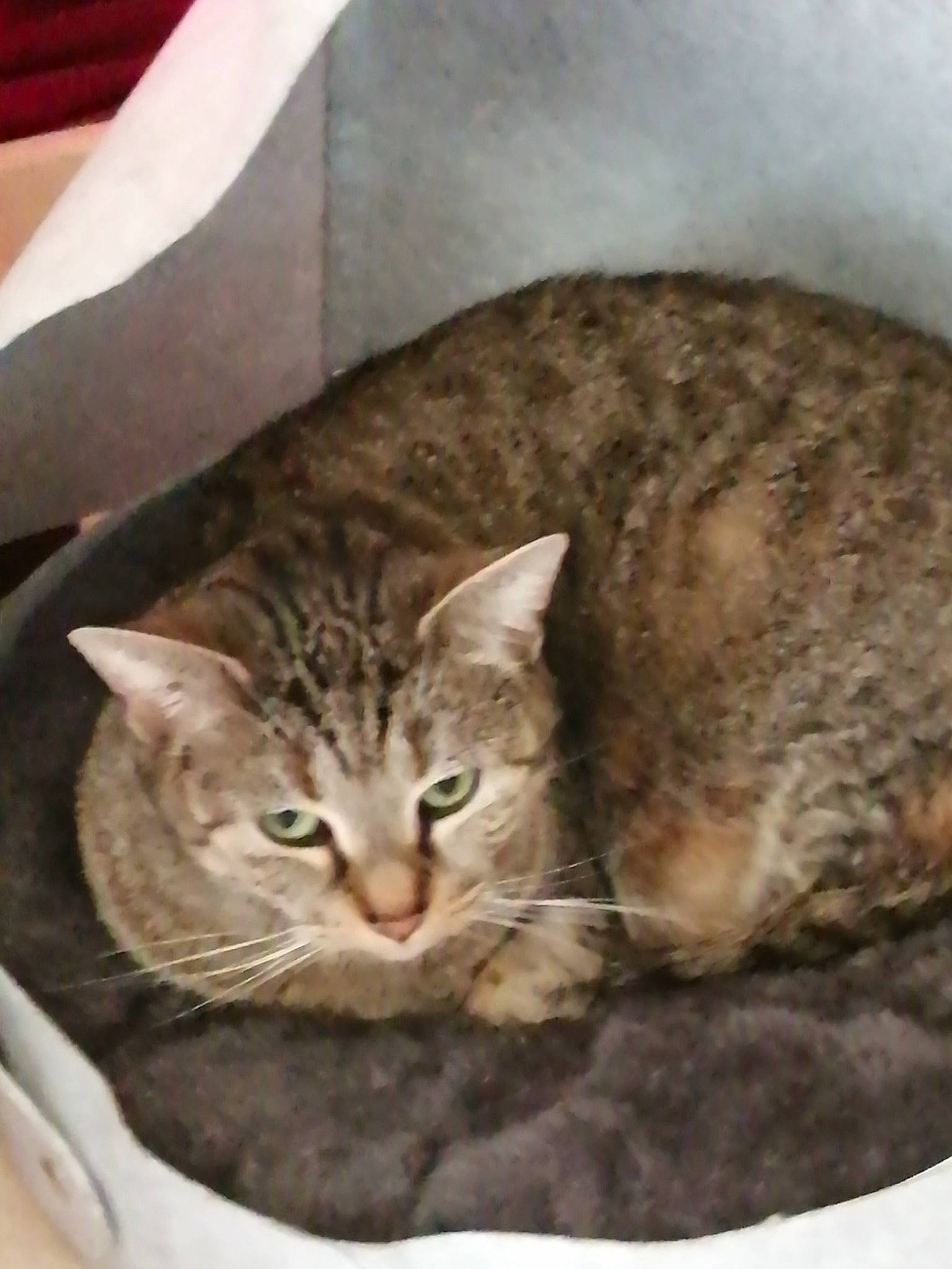 Fifille participe au concours pour gagner de l'argent avec cette photo : carnivore, cat, cat_supply, claw, comfort, domestic_short_haired_cat, felidae, fur, paw, small_to_medium_sized_cats, snout, tail, terrestrial_animal, tree, whiskers, wildlife, window