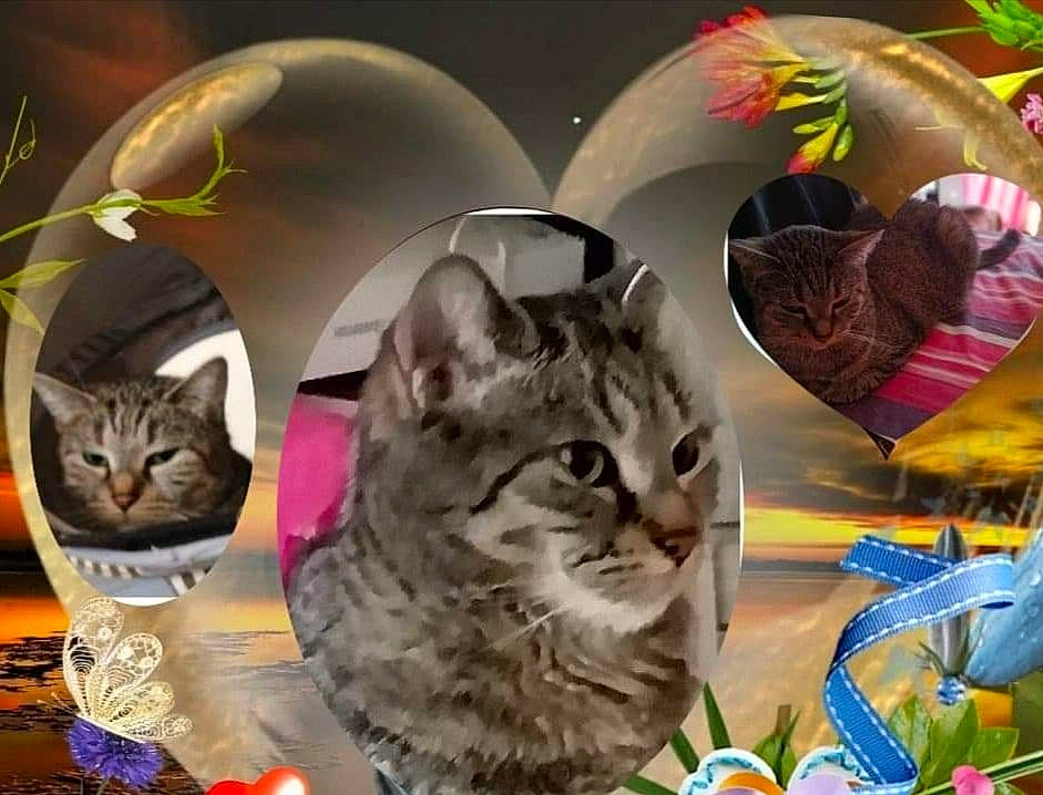 Fifille a rejoint le concours — aidez-le/la à gagner de superbes lots ! carnivore, cat, cat_supply, circle, event, felidae, fur, glass, grass, mammal, organism, pattern, pet_supply, small_to_medium_sized_cats, vertebrate, whiskers, wildlife