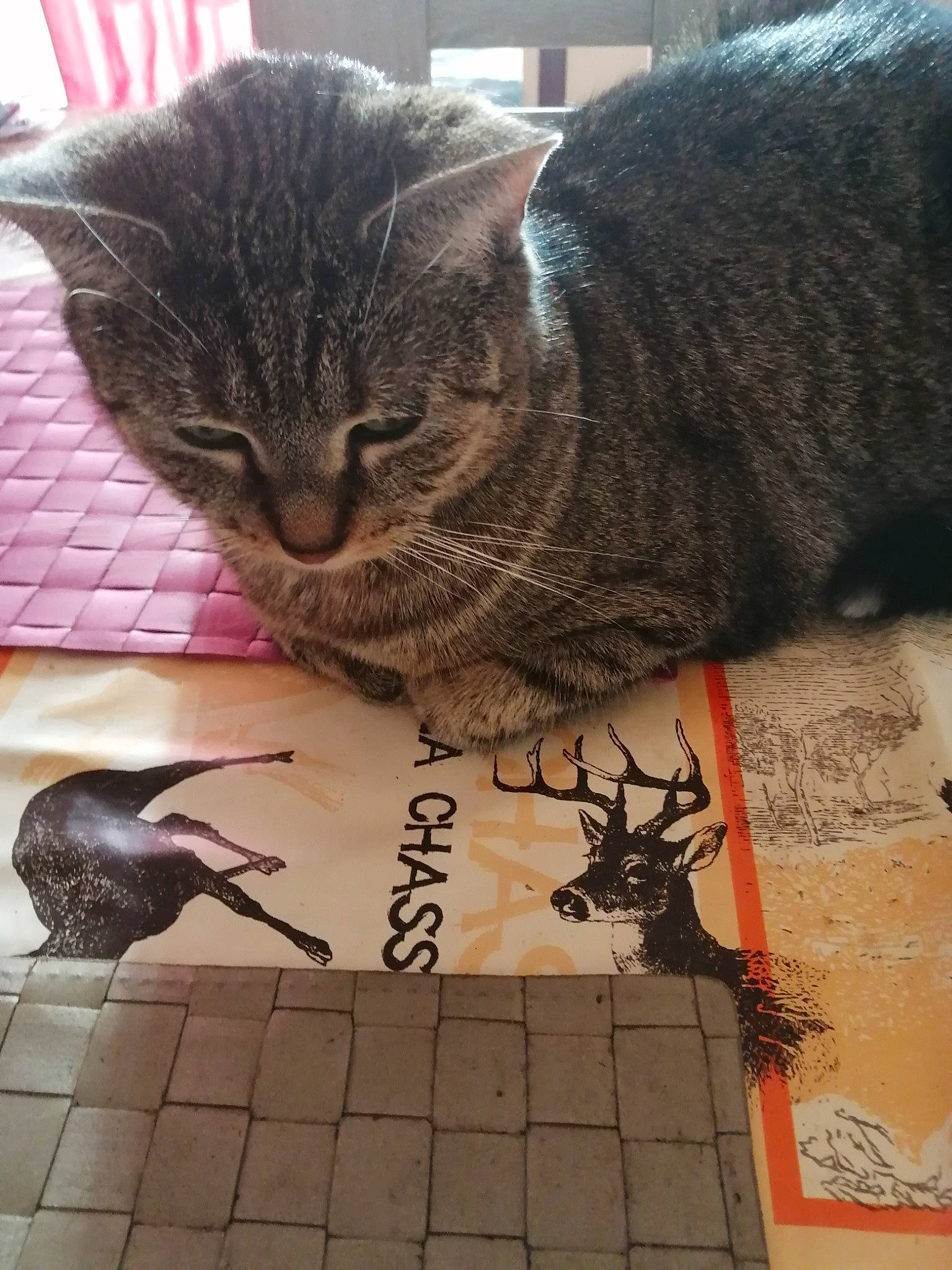 Fifille a rejoint le concours — aidez-le/la à gagner de superbes lots ! bird, carmine, carnivore, cat, claw, domestic_short_haired_cat, felidae, flooring, fur, metal, pattern, paw, plant, small_to_medium_sized_cats, snout, tail, tree, whiskers, window, wood