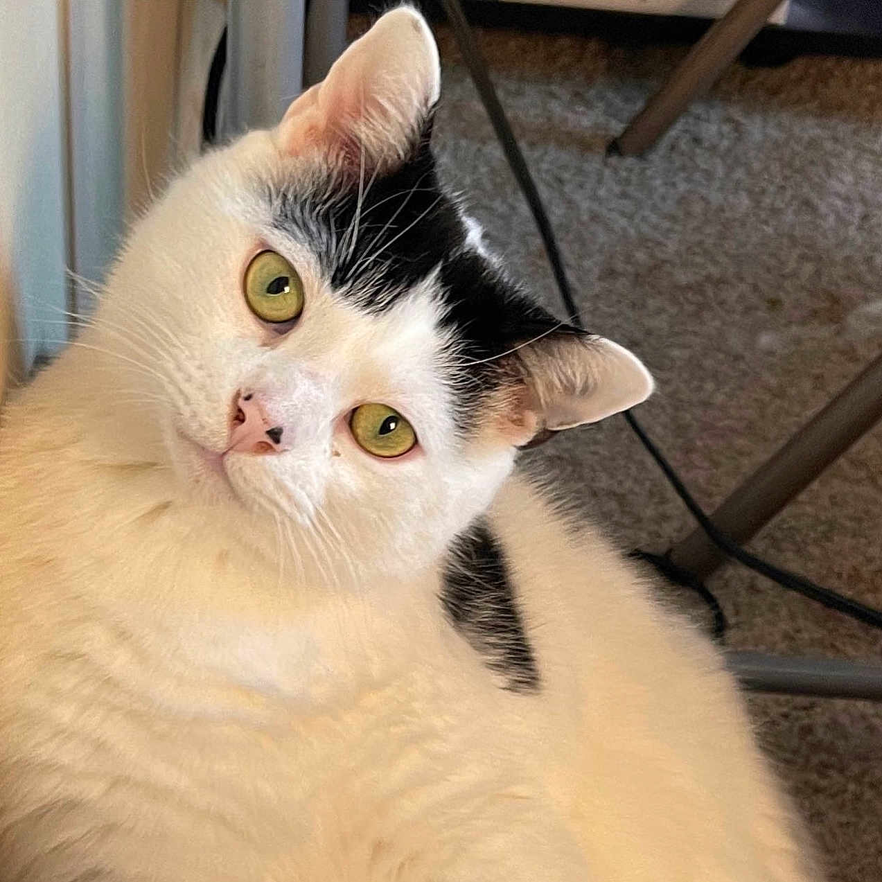Caillou joined the competition — help win amazing prizes! cat, white_cat, black_spots, green_eyes, pet, indoor, carpet, fur, whiskers, ears, nose, head_tilt, close_up, animal, cute, domestic_cat, feline, looking, curious, household