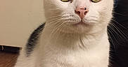 Caillou is registered to the contest to win money with this photo: cat, white_cat, black_markings, green_eyes, pet, indoor, close_up, curious, feline, whiskers, ears, sitting, floor, wooden_floor, domestic_cat, animal, cute, looking, portrait, fur