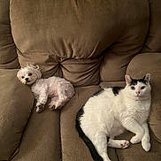 Caillou is registered to the contest to win money with this photo: dog, cat, couch, pet, indoor, relaxed, white_dog, black_and_white_cat, furry, animal, companion, home, cozy, resting, cute, small_dog, fur, living_room, domestic, calm