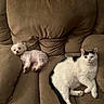 dog, cat, couch, pet, indoor, relaxed, white_dog, black_and_white_cat, furry, animal, companion, home, cozy, resting, cute, small_dog, fur, living_room, domestic, calm