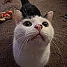 Caillou is registered to the contest to win money with this photo: cat, curious, close_up, white, black, nose, whiskers, tail, carpet, toy, indoor, pet, feline, animal, looking_up, floor, playful, domestic, cute, fur