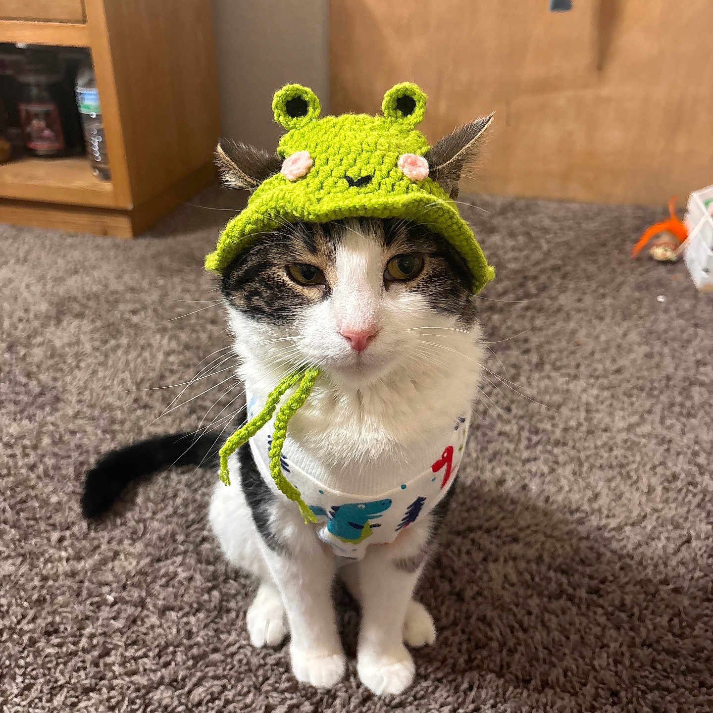 Giodis is registered to the contest to win money with this photo: adorable, animal, black, carpet, cat, clothing, costume, cute, ears, feline, floor, green, hat, indoor, knitted, pet, portrait, sitting, tabby, white