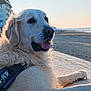 Obiwan participe au concours pour gagner de l'argent avec cette photo : animal, beach, calm, canine, daylight, dog, fur, golden_retriever, harness, nature, ocean, outdoor, paw, pet, portrait, relaxed, sand, sky, sunset, water