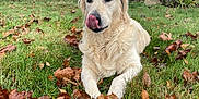 Obiwan participe au concours pour gagner de l'argent avec cette photo : animal, autumn, bush, canine, dog, fur, garden, golden_retriever, grass, laying, leaves, muzzle, nature, outdoor, overcast, pet, playful, seasonal, tongue, tree