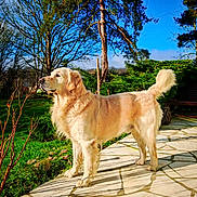 Obiwan a rejoint le concours — aidez-le/la à gagner de superbes lots ! animal, blue_sky, canine, daytime, dog, fur, garden, golden_retriever, grass, muzzle, nature, outdoor, park, patio, pet, stone, sunlight, sunny, tail, tree