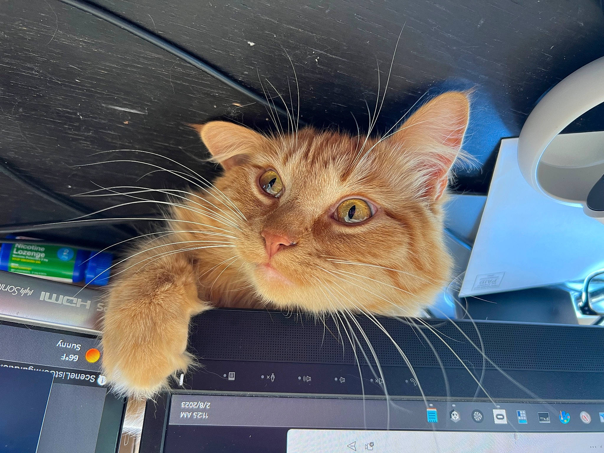 Freddy is registered to the contest to win money with this photo: box, carnivore, cat, claw, comfort, display_device, domestic_short_haired_cat, ear, eye, fawn, felidae, fur, gesture, lap, output_device, paw, small_to_medium_sized_cats, snout, whiskers, windshield