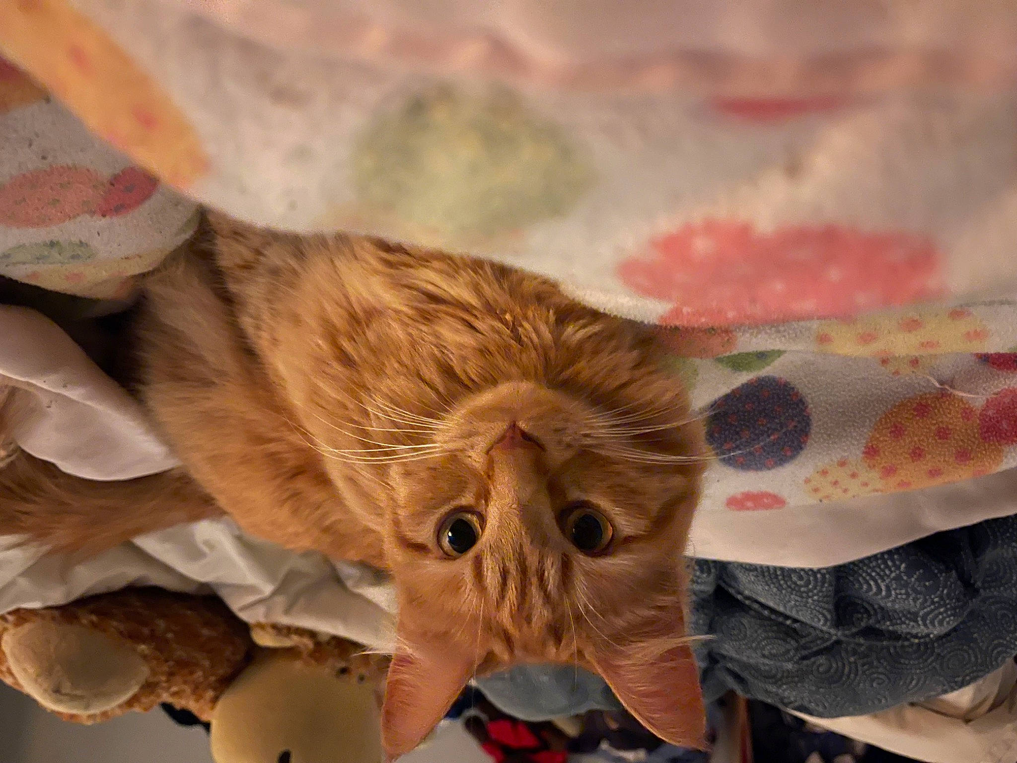 Freddy is registered to the contest to win money with this photo: art, carnivore, cat, domestic_short_haired_cat, eyelash, fawn, feather, felidae, fur, paper, paw, small_to_medium_sized_cats, snout, tail, visual_arts, whiskers, wood, wrinkle