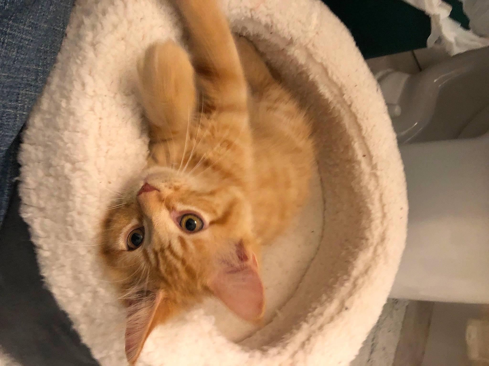 Freddy is registered to the contest to win money with this photo: canidae, carnivore, cat, cat_bed, cat_supply, claw, comfort, domestic_short_haired_cat, fawn, felidae, fur, paw, small_to_medium_sized_cats, tail, terrestrial_animal, whiskers, wildlife, wood