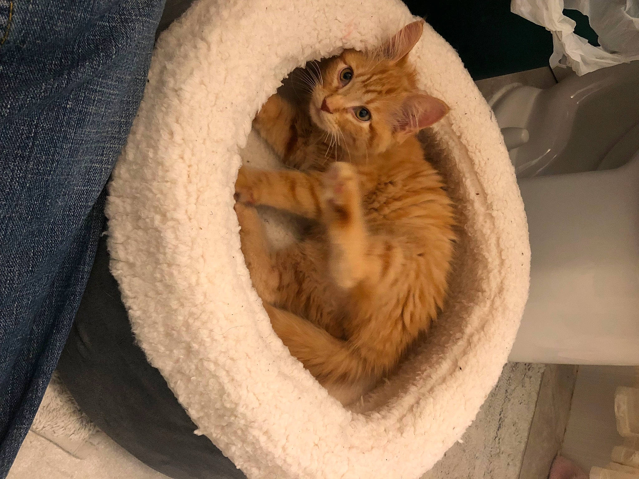 Freddy joined the competition — help win amazing prizes! carnivore, cat, cat_bed, cat_supply, claw, comfort, domestic_short_haired_cat, fawn, felidae, fur, nap, paw, small_to_medium_sized_cats, snout, tail, terrestrial_animal, whiskers, wood