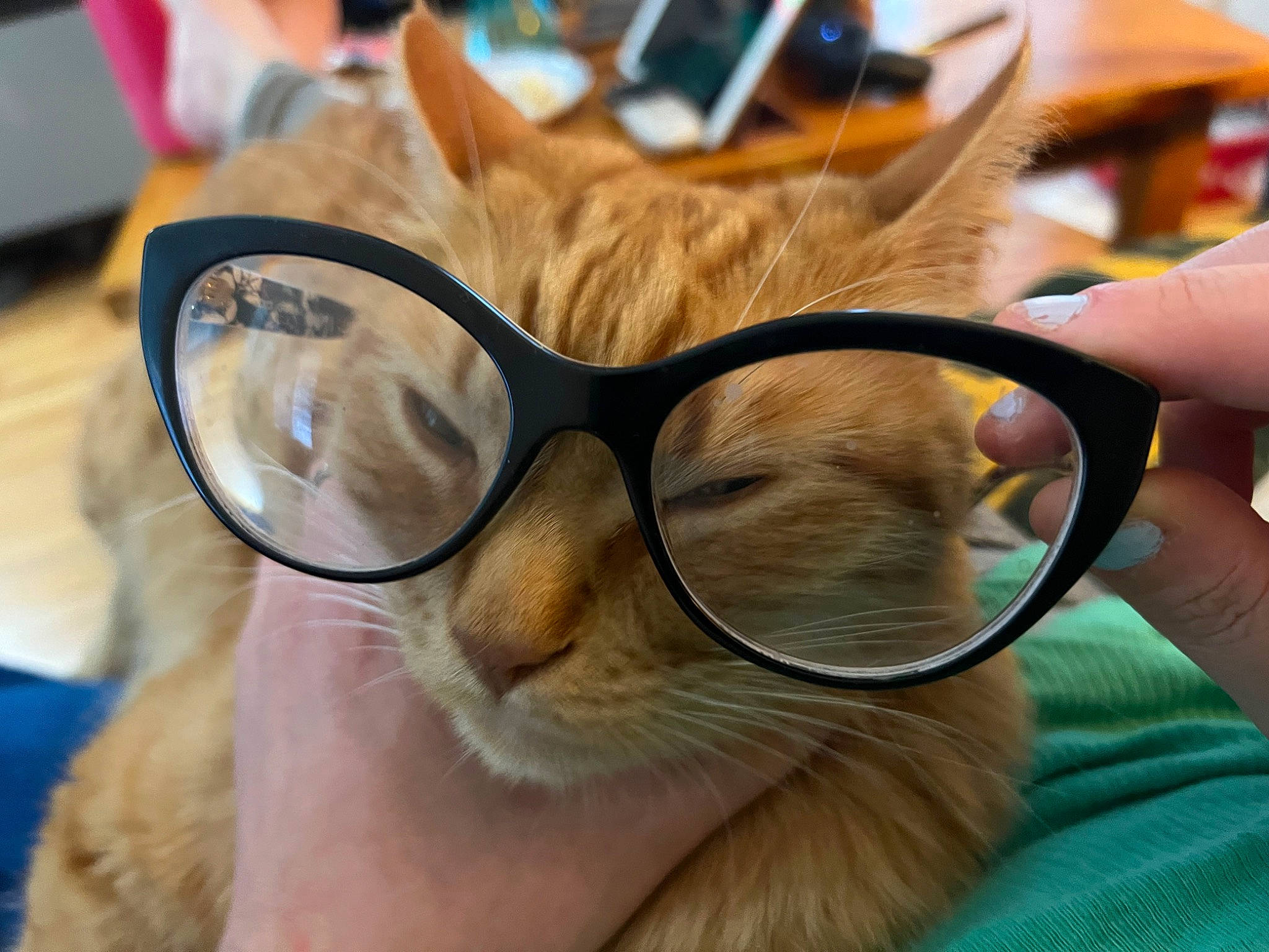 Freddy is registered to the contest to win money with this photo: carnivore, cat, comfort, domestic_short_haired_cat, ear, eyelash, eyewear, fawn, felidae, fur, glasses, happy, nose, personal_protective_equipment, selfie, small_to_medium_sized_cats, snout, vision_care, whiskers, wrinkle