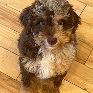 Cooper is registered to the contest to win money with this photo: puppy, dog, pet, curly_fur, brown_fur, white_fur, flooring, wood_floor, indoor, cute, animal, young_dog, looking_up, fluffy, sitting, adorable, companion, domestic_animal, small_dog, curly_coat