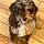 Cooper
