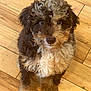 puppy, dog, pet, curly_fur, brown_fur, white_fur, flooring, wood_floor, indoor, cute, animal, young_dog, looking_up, fluffy, sitting, adorable, companion, domestic_animal, small_dog, curly_coat